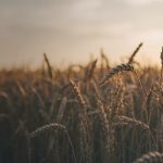 Agriculture & food
