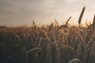 Agriculture & food