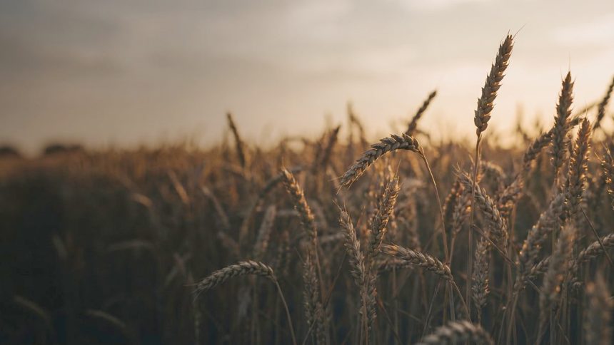 Agriculture & food