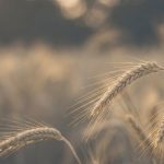 Agriculture & food