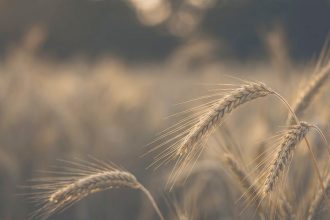 Agriculture & food