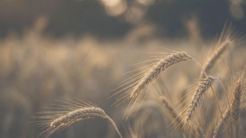 Agriculture & food